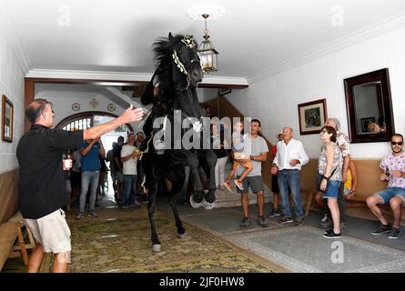 Festivités de Sant Joan à Ciutadella, Minorque. Les chevaux traversent la ville en s'élevant parmi les gens et en courant sur l'esplanade du port. Banque D'Images