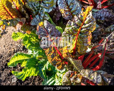 VERGER DE RHUBARBE Beta vulgaris subsp. Cicla var. Flavescens 'Rhubarb Chard' dans la cuisine jardin potager patch allotement en fin d'après-midi chaud faible soleil Banque D'Images