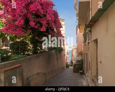 Bougainvilliers roses dans une petite rue au bord de la mer à Villefranche-sur-Mer sur la Côte d'Azur. Banque D'Images