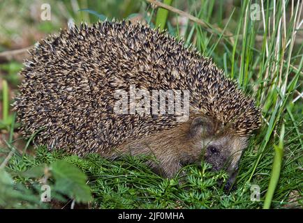 Hérisson d'Europe occidentale, erinaceus europaeus. Banque D'Images