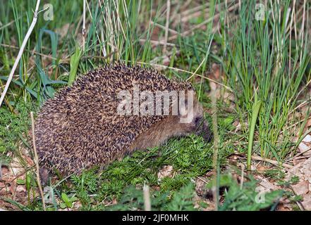 Hérisson d'Europe occidentale, erinaceus europaeus. Banque D'Images