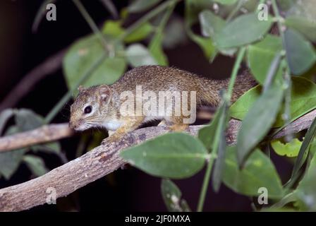 Squirrel du Soleil gambien, Heliosciurus gambianus. Lac Natron, nord de la Tanzanie. Banque D'Images