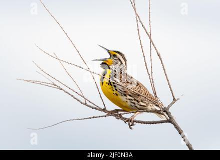 WESTERN Meadowlark, Sturnella neglecta, chant et chiring dans des branches sèches. Banque D'Images