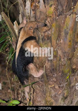 Anteater de moindre importance (Tamandua tétradactyla) d'Araras, Pantanal, Brésil. Banque D'Images