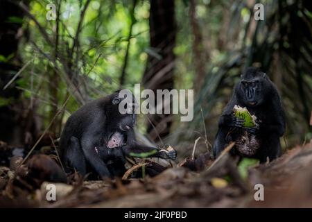 Macaques noires à crête (Macaca nigra) se nourrissant à partir de fruits et de graines sur le fond de forêt sombre de la réserve naturelle de Tangkoko, au nord de Sulawesi, Indonésie. Banque D'Images