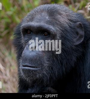 Chimpanzé (Pan troglodytes) dans OL Pejeta Conservancy, Kenya. Banque D'Images