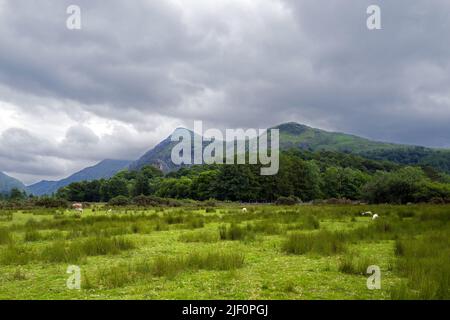Derlwyn est un pic juste au sud de Llanberis dans le parc national de Snowdonia. La photo a été prise du parc national de Padarn. Banque D'Images