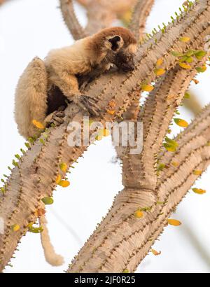 Le sifaka de Verreaux (Propithecus verreauxi) se nourrissant dans la réserve de Berenty, dans le sud de Madagascar. Banque D'Images