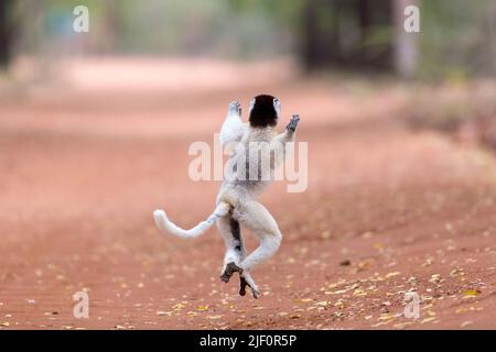 Le sifaka de Verreaux (Propithecus verreauxi) traverse une route avec ses mouvements de danse spéciaux. Ici, dans la réserve de Berenty, au sud de Madagascar. Banque D'Images