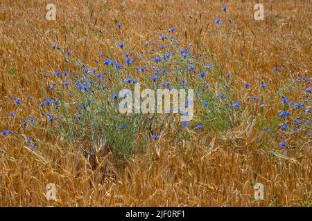 Bleuets en croissance dans un champ de blé, accent sur la fleur bleue Centaurea cyanus Banque D'Images