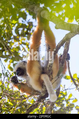 Le sifaka (Propithecus diadema), un diademed en danger critique, se nourrissant dans la canopée de la réserve naturelle d'Anamazaotra, à Madagascar. Banque D'Images
