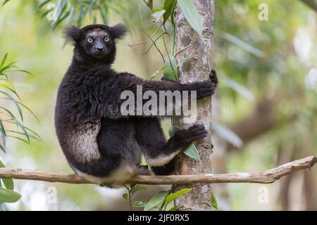 Indri (Indri indri) dans la forêt de la réserve naturelle de Palmarium, Madagascar. Banque D'Images