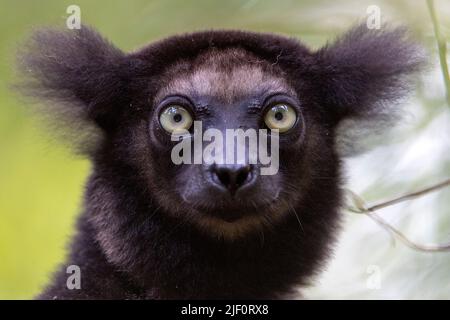 Indri (Indri indri) dans la forêt de la réserve naturelle de Palmarium, Madagascar. Banque D'Images