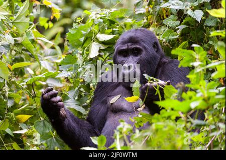 Gorilla de montagne (Gorilla berengei berengei) du parc national impénétrable de Bwindi, Ouganda. Banque D'Images