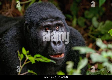 Gorilla de montagne (Gorilla berengei berengei) du parc national impénétrable de Bwindi, Ouganda. Banque D'Images