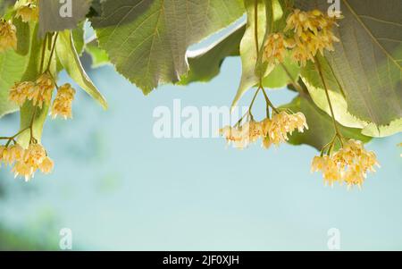 Gros plan de la fleur de linden. Fleurs d'arbre d'été. Fleurs de Linden fleuries en juin. Banque D'Images