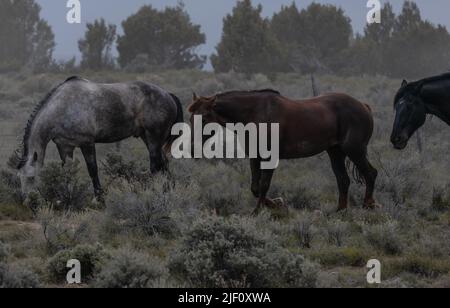 Troupeau de chevaux dans le Colorado sur un paysage poussiéreux. Troupeau de chevaux de ranch colorés faisant un sentier poussiéreux sur leur chemin dans les pâturages d'hiver.Overcast Day. Banque D'Images