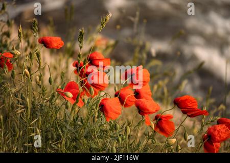 Fleurs sauvages de pavot rouge poussant sur la rive Banque D'Images