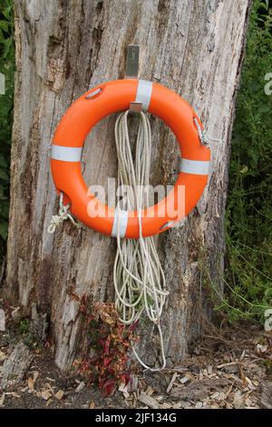 Une ceinture de sauvetage et un cordage de sauvetage suspendus sur un vieux arbre. Banque D'Images