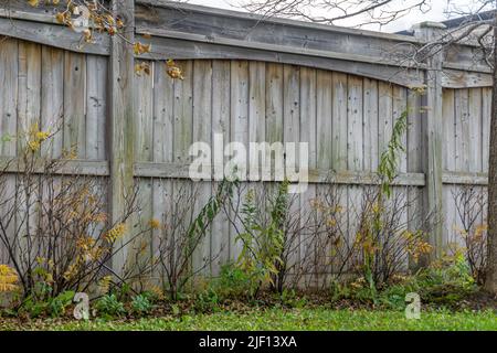 Clôture en bois alignée par le flétrement des arbustes et des plantes dans une cour pendant la saison d'automne Banque D'Images