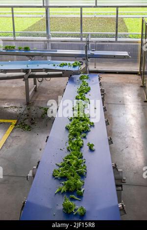 Caledonia, Michigan - Revolution Farms, une ferme hydroponique qui cultive de la laitue dans une immense serre pour les grandes chaînes de supermarchés. La ferme a un Banque D'Images