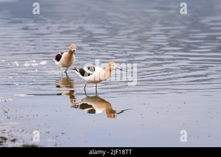 American Avocet marchant le long de la rive au lac Alkali à Cody, Wyoming Banque D'Images