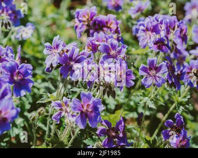 Belle fleur de géranium lilas dans le jardin par une journée ensoleillée. Fleurs nature arrière-plan Banque D'Images