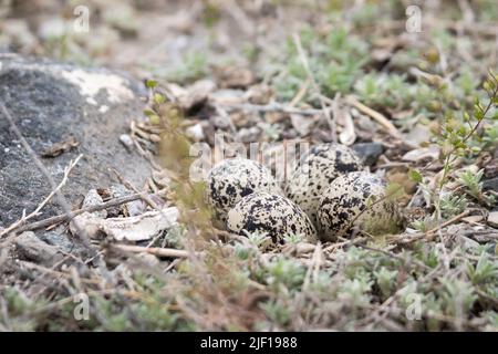 Quatre œufs Avocet américains dans un nid au lac Alkali à Cody, Wyoming Banque D'Images