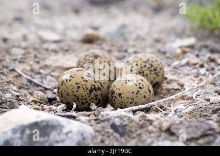 Quatre œufs Avocet américains dans un nid au lac Alkali à Cody, Wyoming Banque D'Images