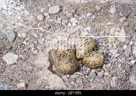 Quatre œufs Avocet américains dans un nid au lac Alkali à Cody, Wyoming Banque D'Images