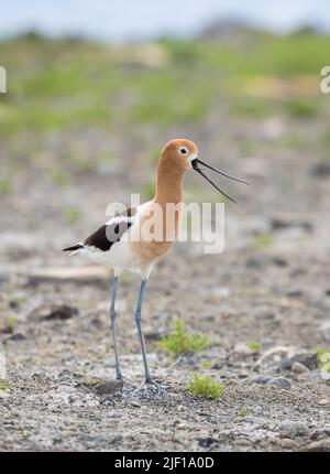 American Avocet marchant le long de la rive au lac Alkali à Cody, Wyoming Banque D'Images