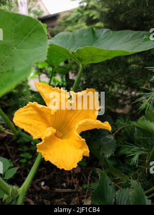 Grande fleur de citrouille jaune (Cucurbita pepo) Banque D'Images