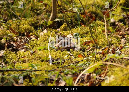 La grenouille se hidant dans un sol forestier. Gros plan d'un amphibien dans son habitat naturel. Banque D'Images