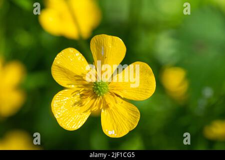 Photo macro d'une fleur en fleur de coupe de beurre rampante (ranunculus repens) Banque D'Images