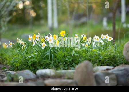 Les jonquilles blanches, les jonquilles de Poeticus, Narcissus poeticus Actaea, fleurissent au printemps. Arrière-plan flou et bokeh. Banque D'Images