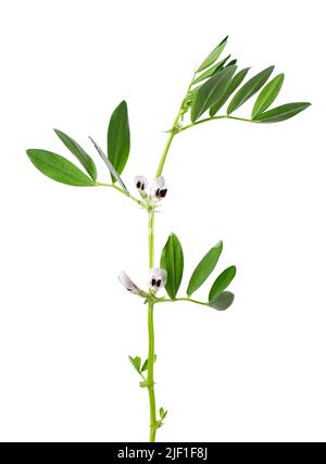 Brousse verte de fèves avec fleurs, isolée sur fond blanc. Fava haricots Banque D'Images