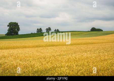 Champ de blé doré. Ciel nuageux et orageux. Couleurs jaune et vert du champ Banque D'Images