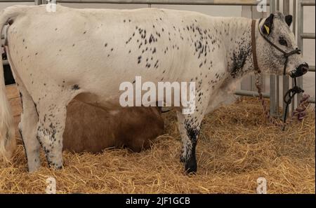 Le taureau à pois noir et blanc se tenait dans la paille dans une plume à une foire du comté Banque D'Images