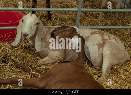 une chèvre s'allonger tandis qu'une autre dort avec sa tête reposant sur le premier corps de chèvres Banque D'Images