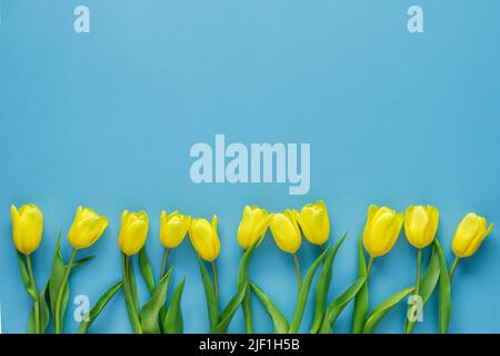 Bouquet de tulipes jaunes sur fond bleu. Bouquet de fleurs de printemps fraîches avec espace de copie. Concept de vacances. Carte de vœux Banque D'Images