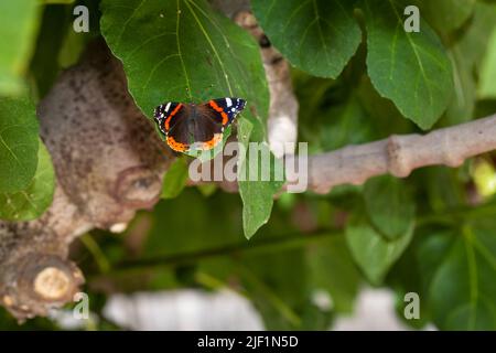 Papillon amiral assis sur la feuille verte. Banque D'Images