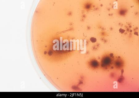 Gros plan de la culture des bactéries beige et marron dans la boîte de Pétri, espace de copie Banque D'Images