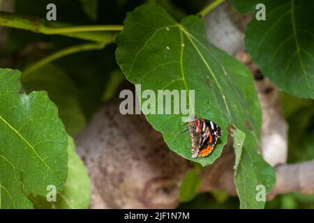 Papillon amiral assis sur la feuille verte. Banque D'Images