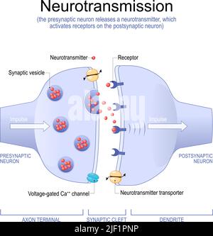 Le neurone présynaptique libère un neurotransmetteur qui active les récepteurs du neurone postsynaptique. Structure Synapse Illustration de Vecteur