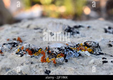 Lichen coloré sur un rocher (Hermit Trail, rive sud du parc national du Grand Canyon) Banque D'Images