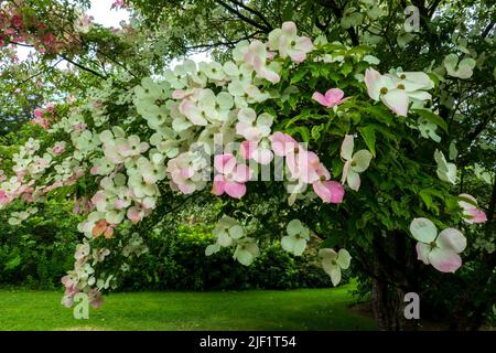 Cornus, arbre en bois de chien, en fleur, hybride de Cornus Kousa et Cornus Capitata Banque D'Images