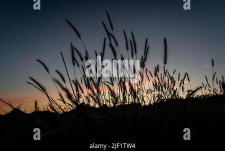 Herbes de prairie silhouetées au crépuscule Banque D'Images