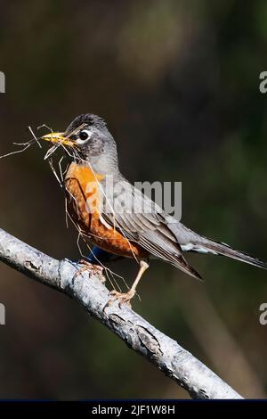 Un robin américain avec du matériel de nidification Banque D'Images