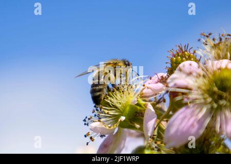 Abeille sur une fleur de blackberry sur un fond de ciel bleu. Banque D'Images