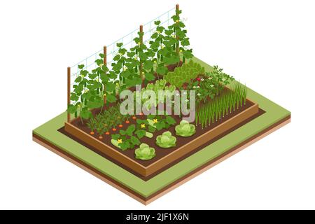 Jardin de légumes isométrique. Légumes dans jardin formel. Légumes poussant dans le jardin. Jardinage écologique Illustration de Vecteur